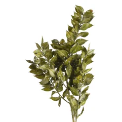 Cheap Depot Glitzer-Trockenblumen-Zweig Ruscus