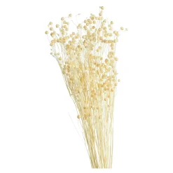 Store Depot Trockenblume Paternostererbse