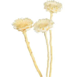 Depot Einzelblumen & Zweige>Trockenblumen Proteablute